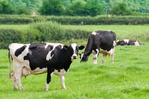 South-Atlantic Transitional Dairy Cow Blend